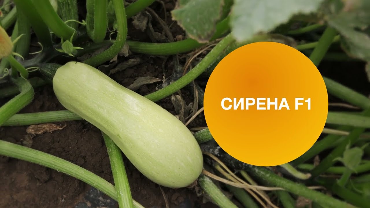 Семена Кабачок Сирена F1