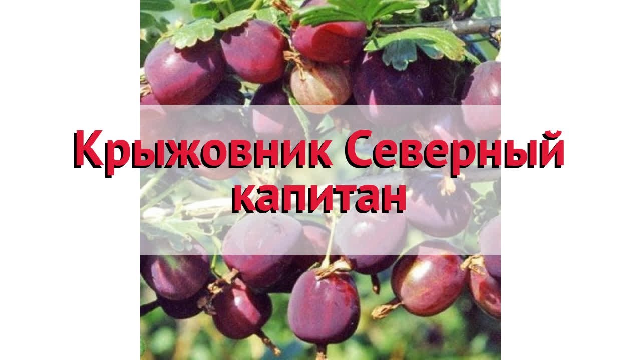 Крыжовник Северный капитан