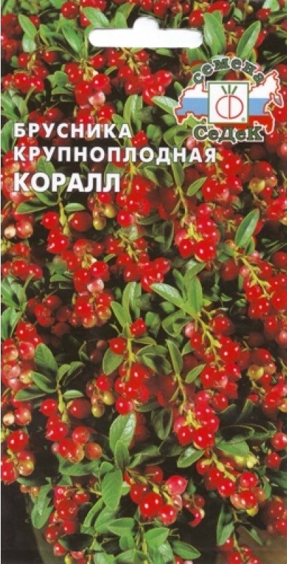 Брусника Коралл
