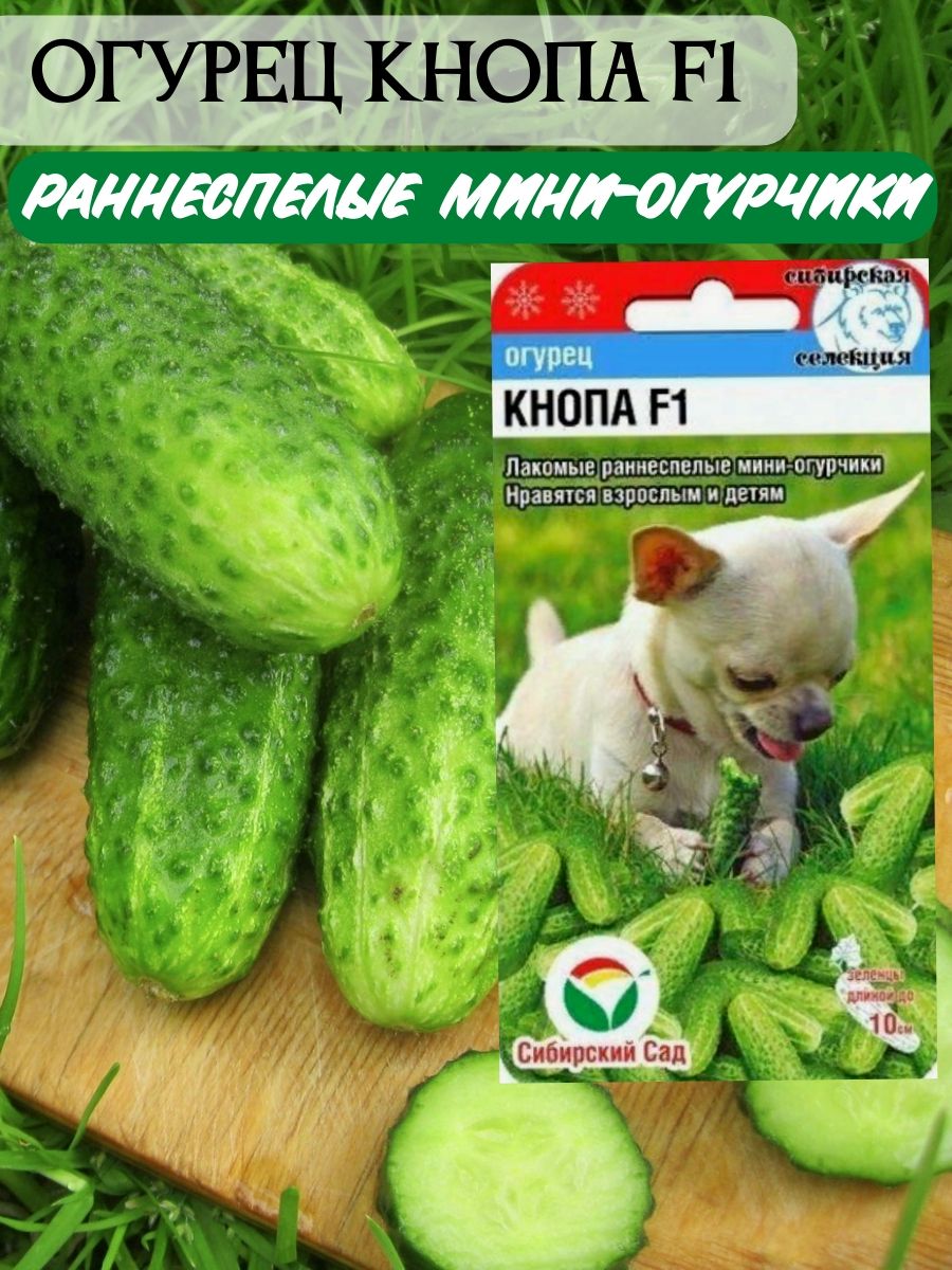 Семена Огурец Кнопа F1