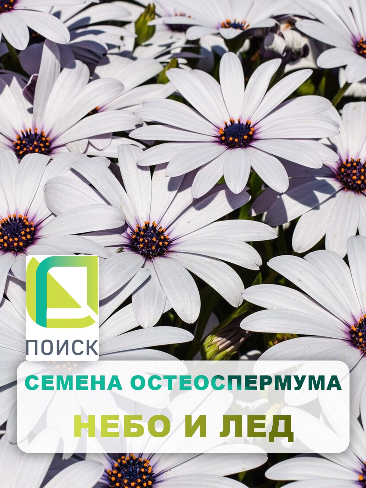 Семена Остеоспермум Небо и Лед