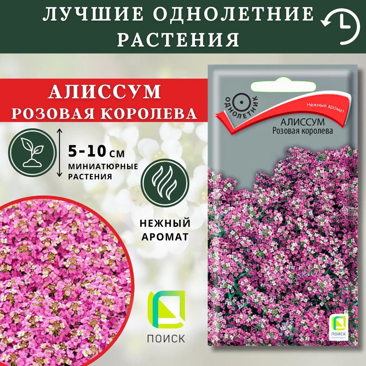 Семена Алиссум Розовая королева